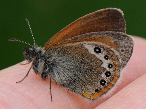 Réf. 90 962 : Coenonympha gardetta