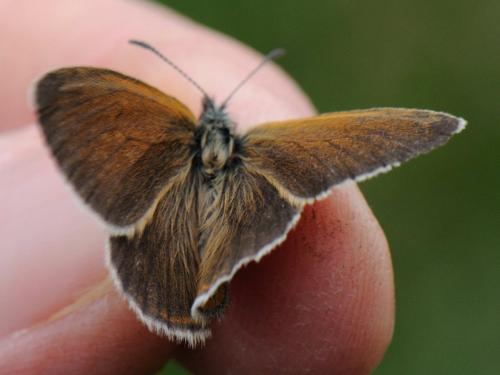 Réf. 90 963 : Coenonympha gardetta