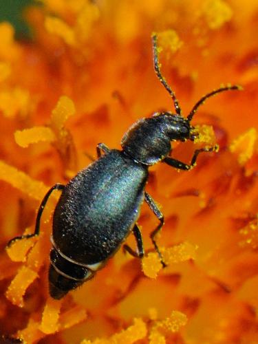Micrinus sp.