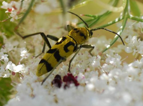 Réf. 90 379 : Chlorophorus varius