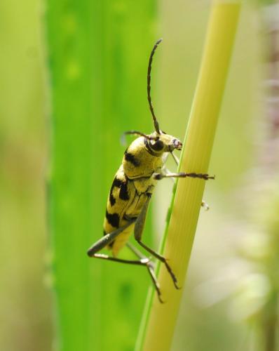 Réf. 90 380 : Chlorophorus varius