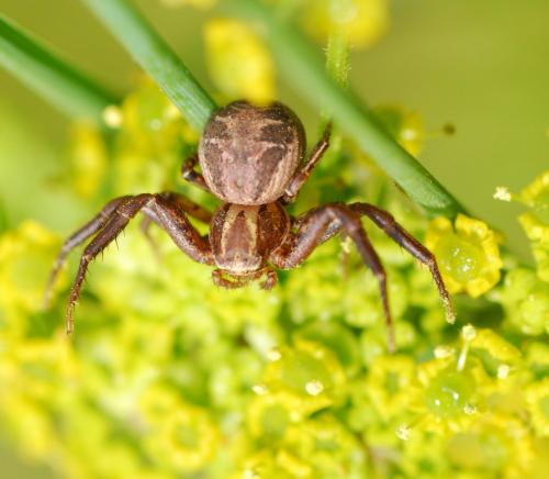 Xysticus sp.