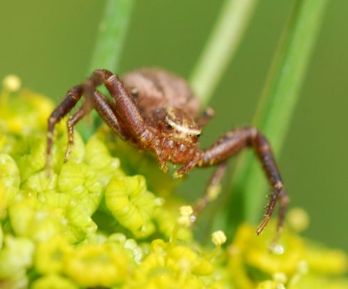 Xysticus sp.