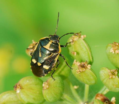 Eurydema oleracea