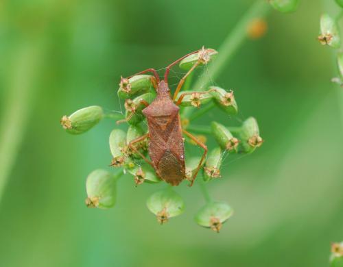Gonocerus acuteangulatus