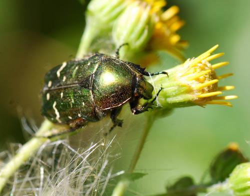 Réf. 90 858 : Cetonia aurata aurata