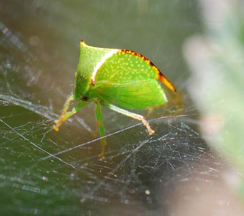 Réf. 90 856 : Stictocephala bisonia