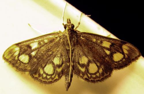 Réf. 90 799 : Anania coronata