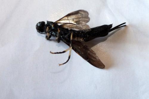 Réf. 90 974 : Tremex magus