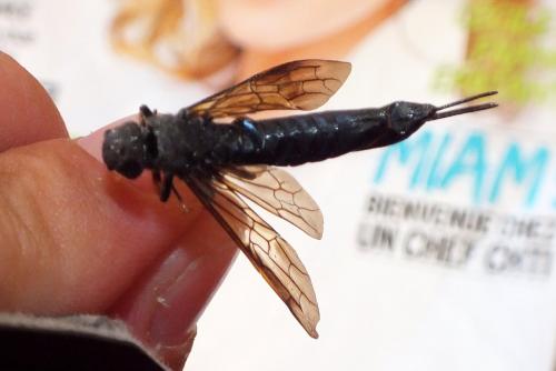 Réf. 90 947 : Tremex magus