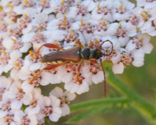 Stenopterus mauritanicus