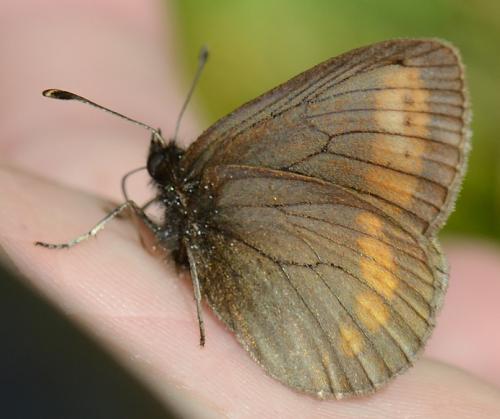 photo de papillon
