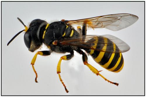 Ectemnius sexcinctus