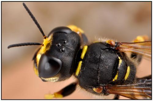 Ectemnius sexcinctus