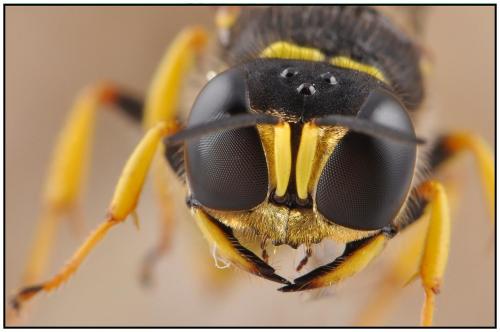 Ectemnius sexcinctus