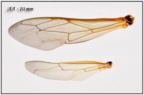 Ectemnius sexcinctus