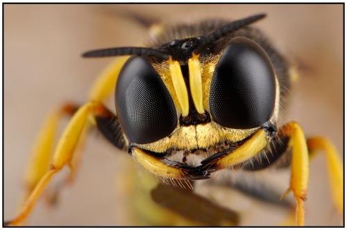 Ectemnius sexcinctus