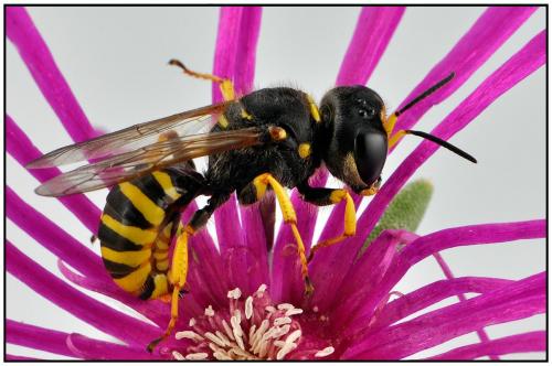 Ectemnius sexcinctus