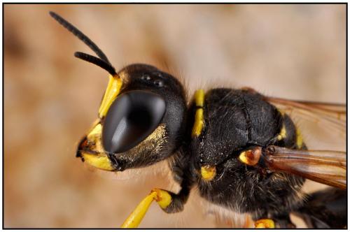 Ectemnius sexcinctus