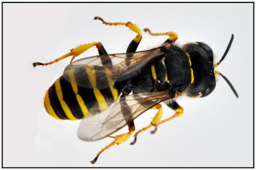 Ectemnius sexcinctus