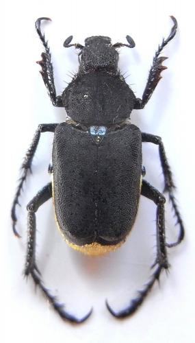 Ectinohoplia sp.