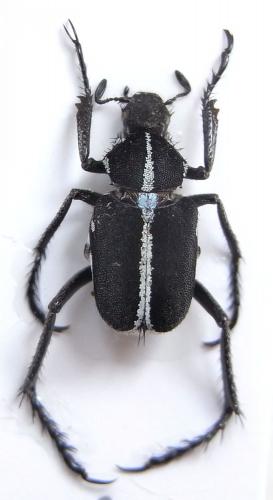 Ectinohoplia suturalis