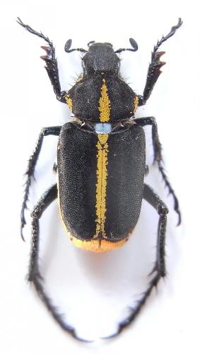 Ectinohoplia suturalis