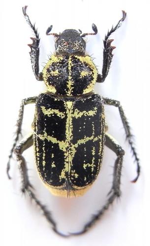 Ectinohoplia tonkinensis