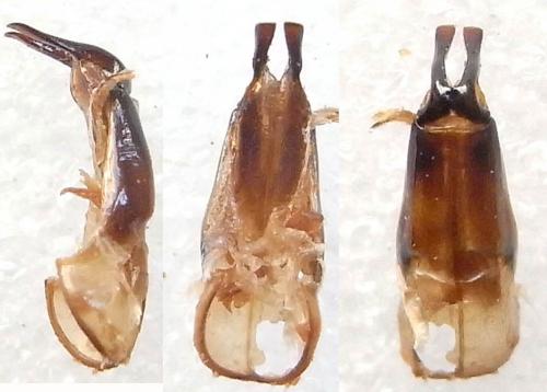 Réf. 90 912 : Paratrichius sp.