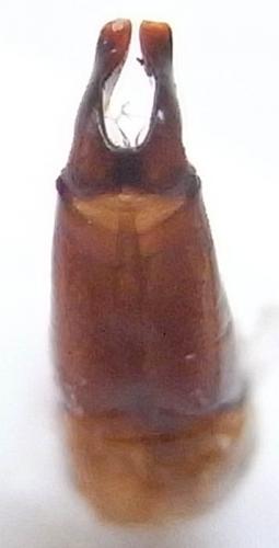 Paratrichius hajeki