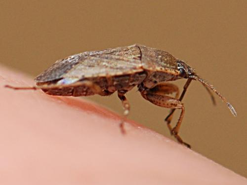 Emblethis sp.