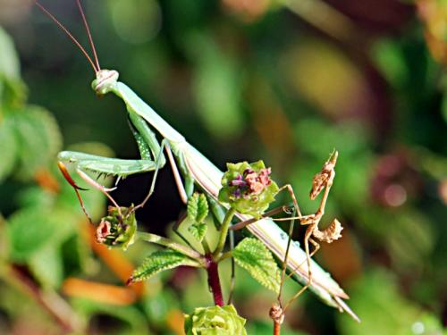 Mantis religiosa