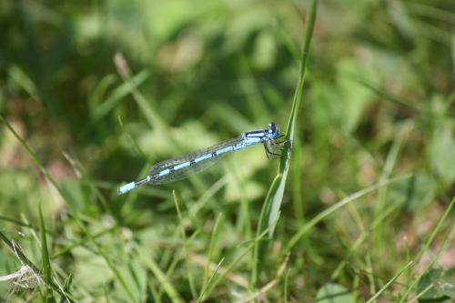 Enallagma cyathigerum