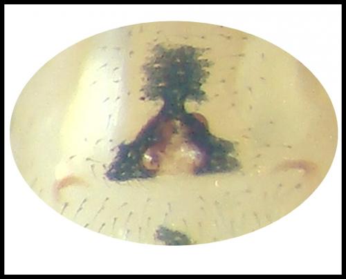 Platnickina tincta