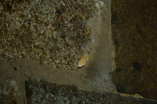 Epione repandaria
