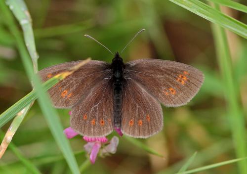 Réf. 90 106 : Erebia alberganus
