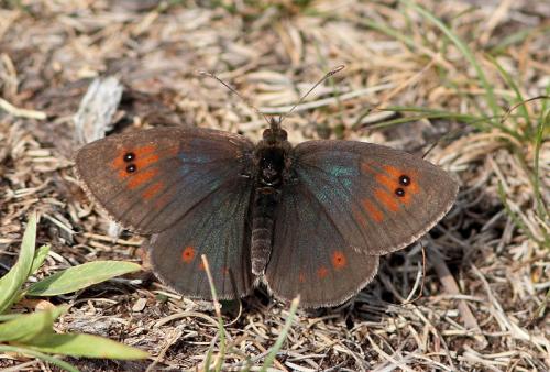 Réf. 90 218 : Erebia cassioides
