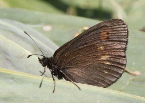 Réf. 90 554 : Erebia manto