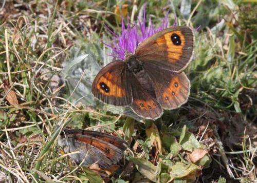 Réf. 90 816 : Erebia rondoui