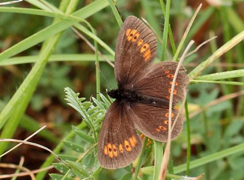 Réf. 90 105 : Erebia alberganus