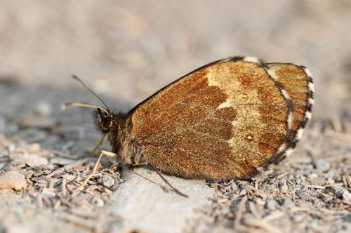 Réf. 90 027 : Erebia euryale
