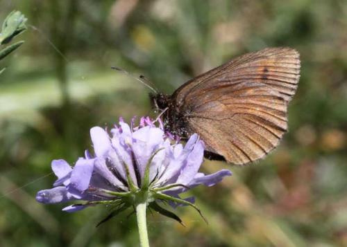 Erebia manto