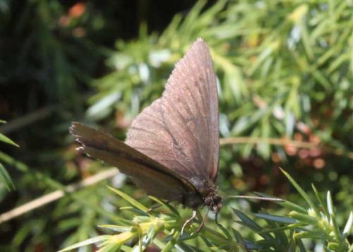 Erebia manto