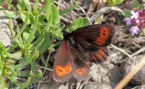 Réf. 90 143 : Erebia epiphron