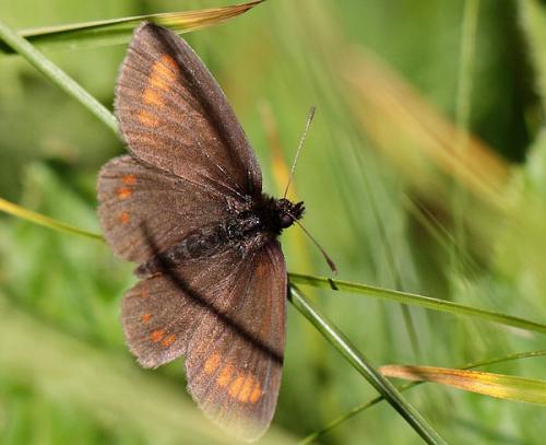 Erebia pharte