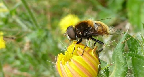Réf. 90 679 : Eristalis intricaria