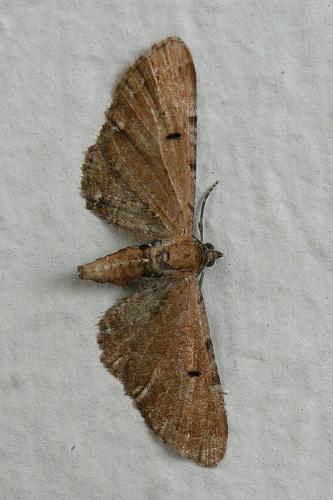 Réf. 90 722 : Eupithecia absinthiata