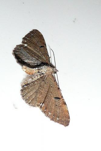 Réf. 90 862 : Eupithecia assimilata