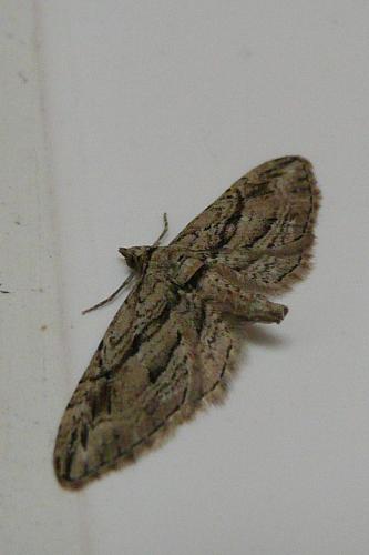 Eupithecia phoeniceata