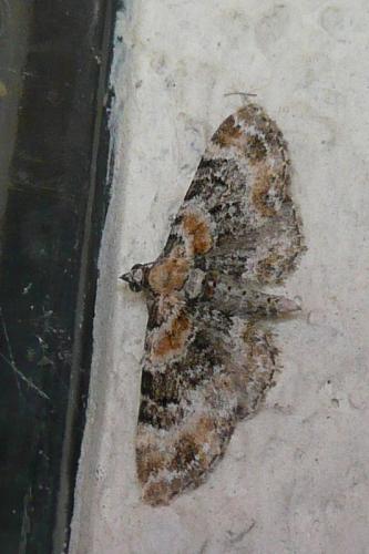 Réf. 90 720 : Eupithecia pulchellata